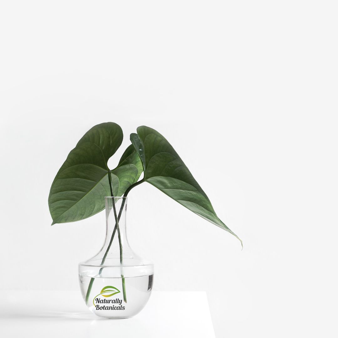 Leaf in vase and company logo
