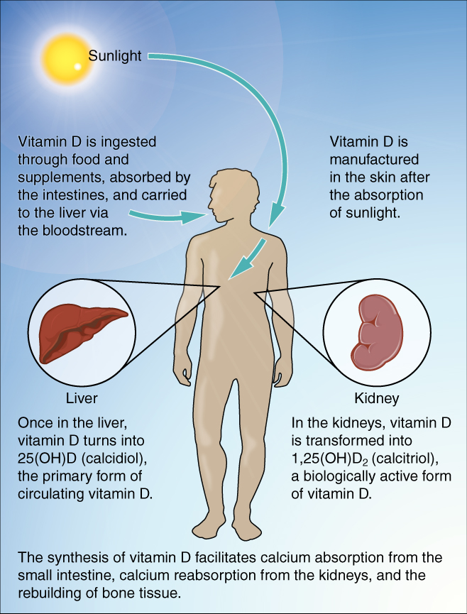 Graphic of synthesis of Vitamin D