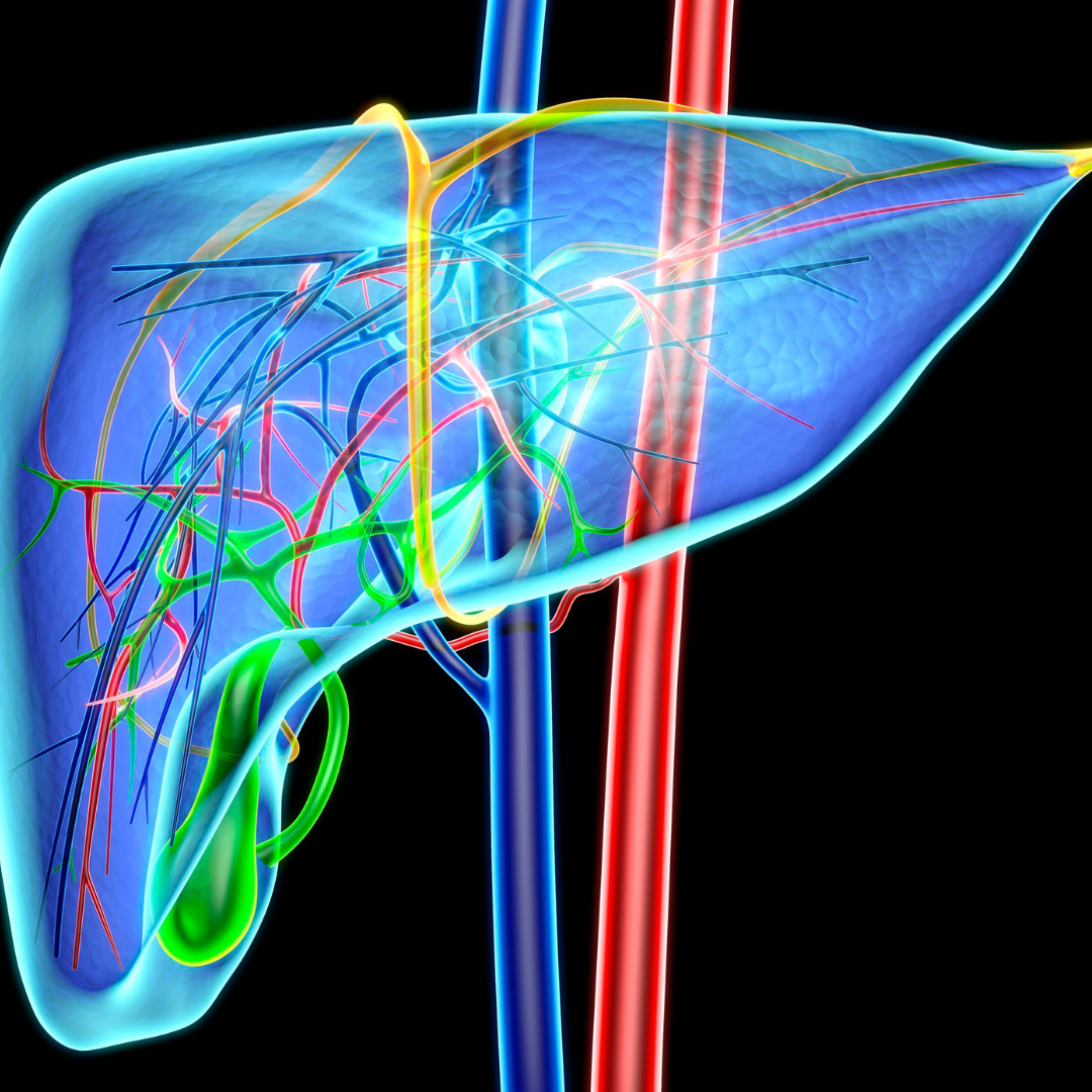 Colorful image of human liver