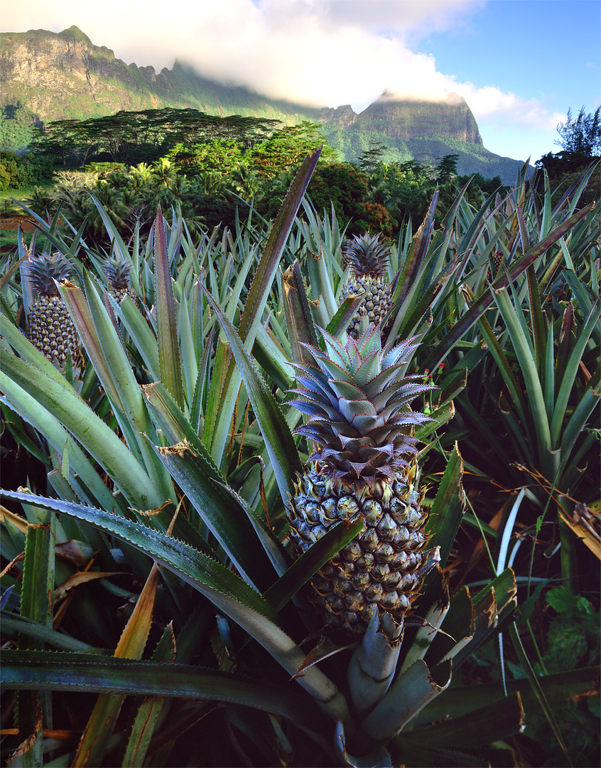 Many Pineapple plants growing in a lush green field