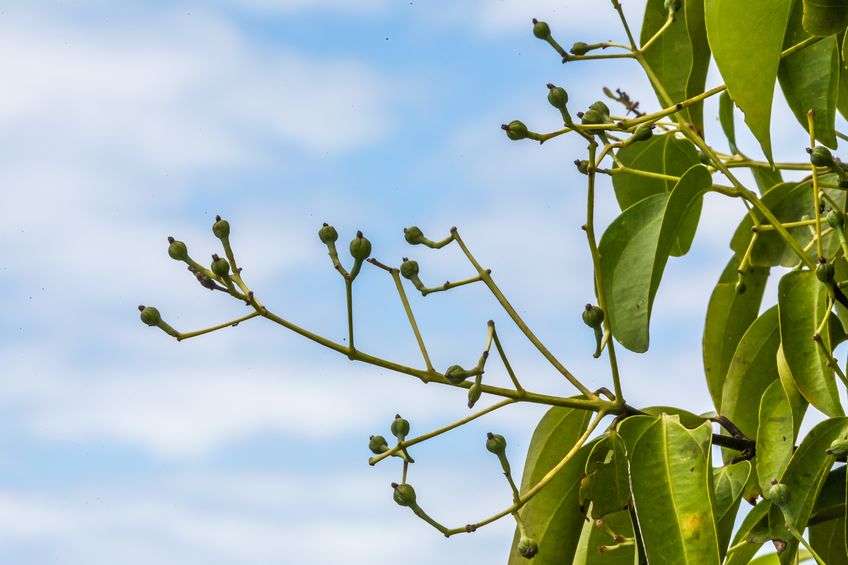 Cloves growing on green stalk and tree