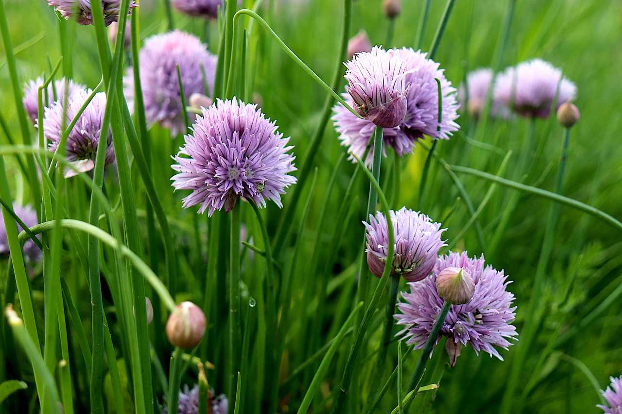 Purple flowering wild garlic