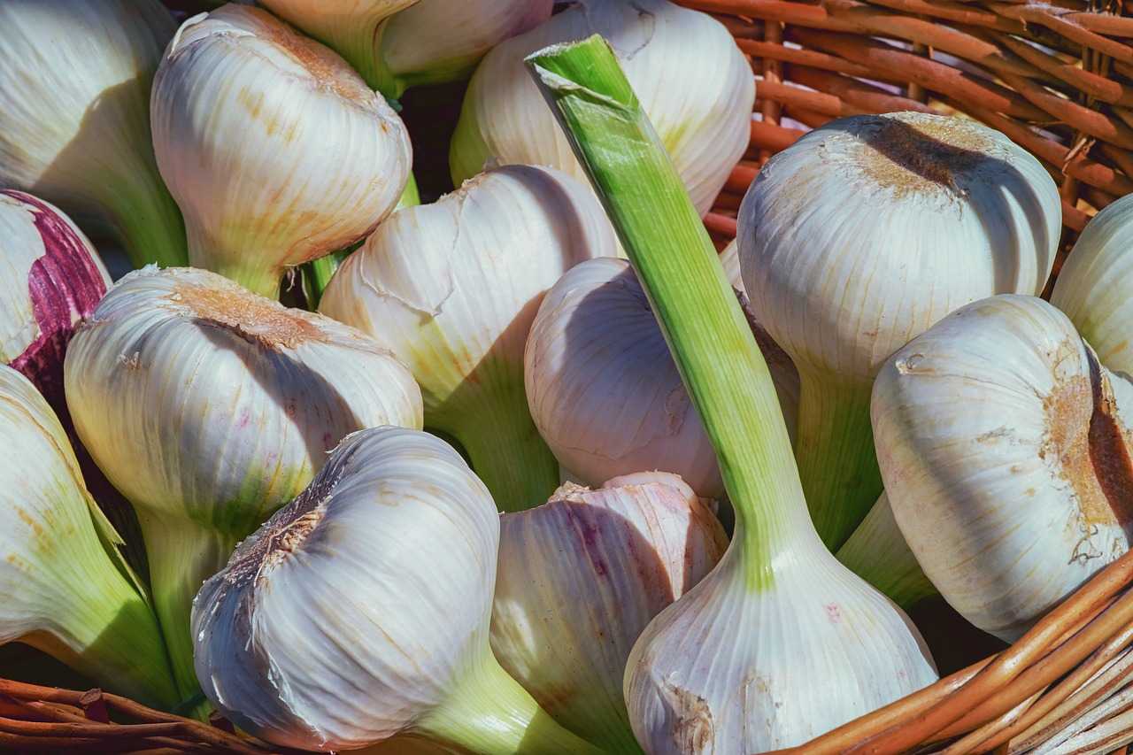 Green and white bulbs of garlic in a brown basket
