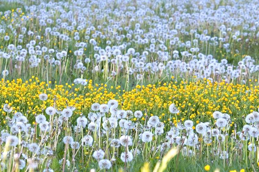 Field of yellow dandelions and white puff ball dandelions