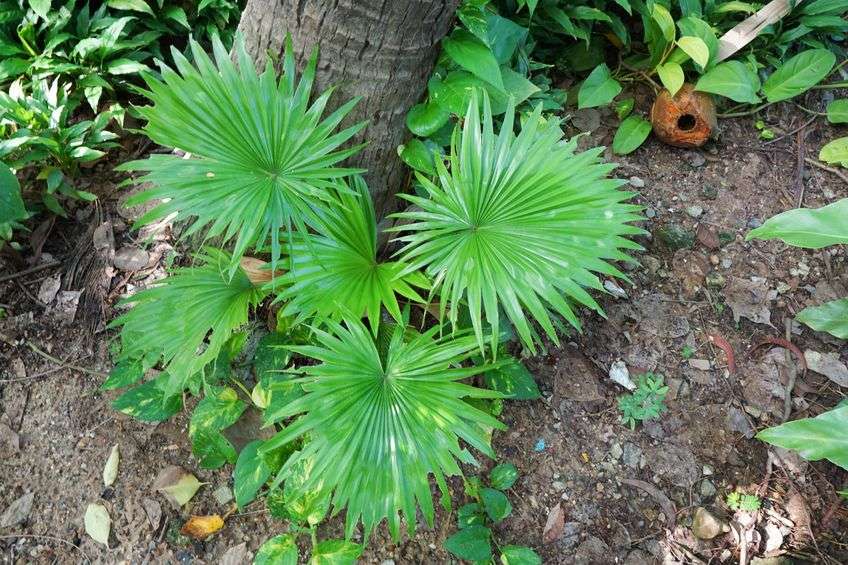 Green Saw Palmetto bush on brown tree trunk