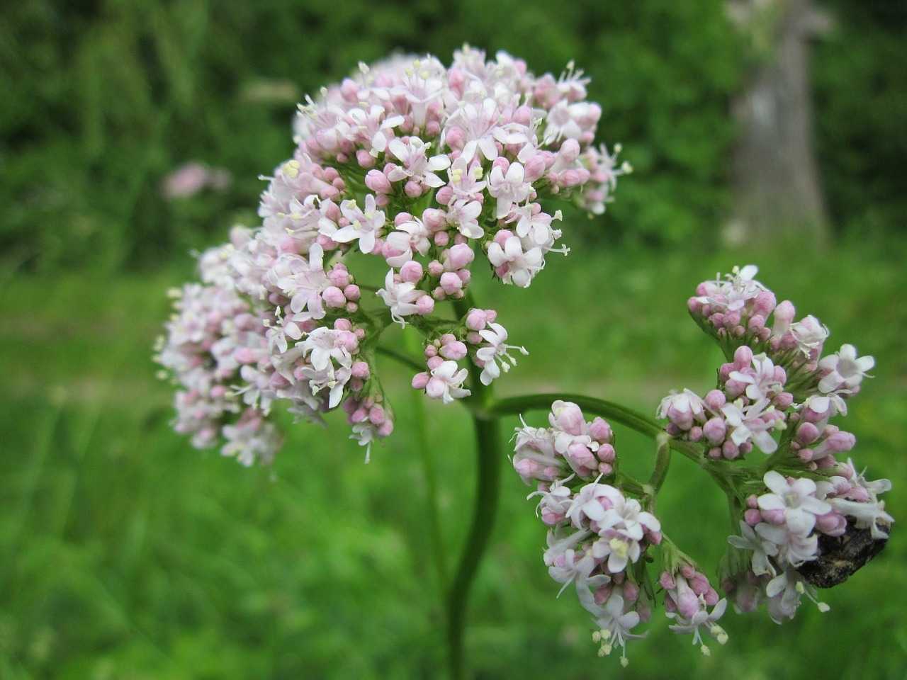 Pink and white valerian root on green grass