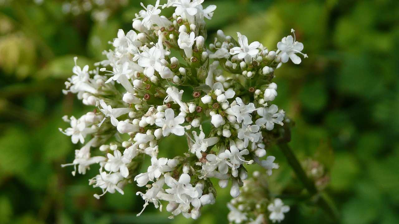 White flowering Valerian Root in outdoor setting