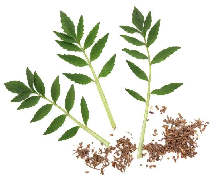 Green valerian root leaves