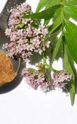 Browse by Ingredient @naturallybotanicals.com - Valerian Root