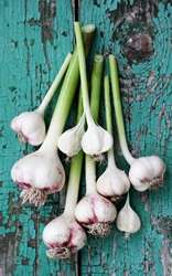9+ Secrets About Garlic - Blog