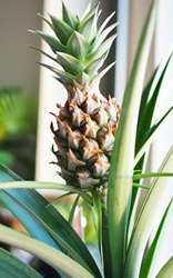 Secret Ingredient in Pineapples - Blog